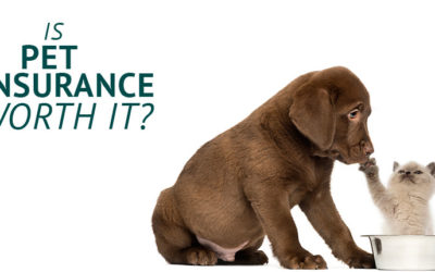 Is Pet Insurance Worth it?