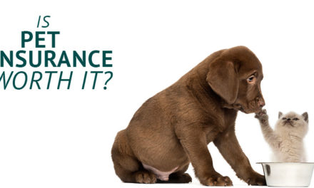 Is Pet Insurance Worth it?